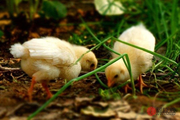 属羊的生肖和属鸡的生肖,属鸡的生肖跟哪些生肖比较合适