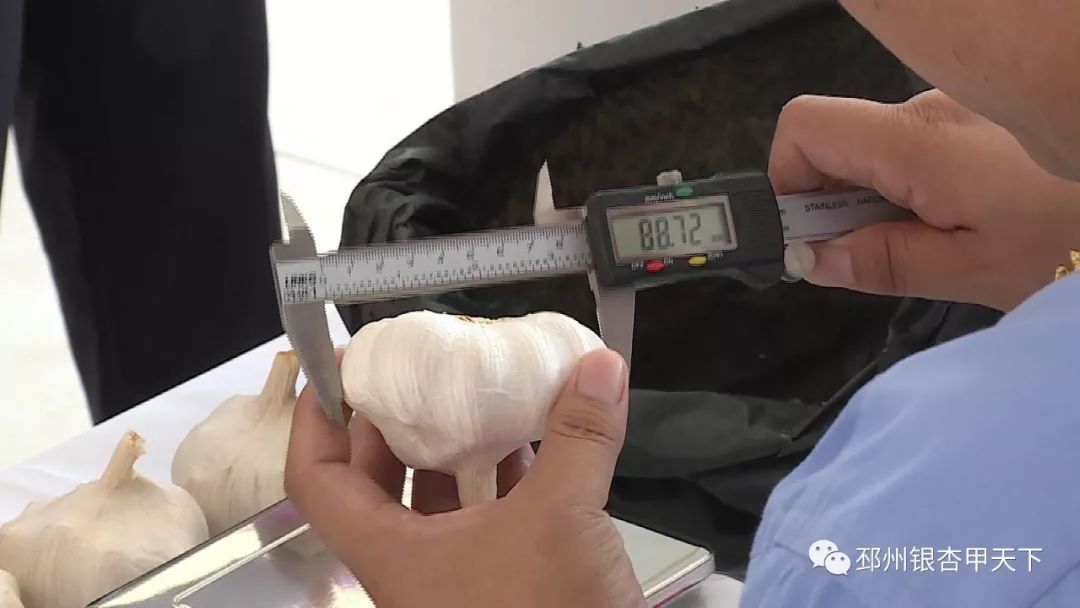 擂台争霸！邳州“白蒜王”是这样炼成的