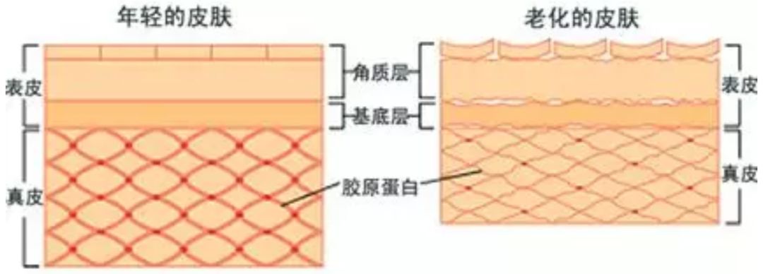 “旺夫体质”发威成吸粉大户，天生好面相到底有多强