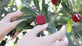 在路边买杨梅注意事项,在路边卖杨梅