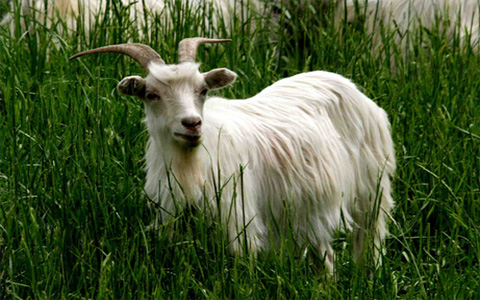 1955年属羊适合养狗吗,1955年属羊的幸运颜色