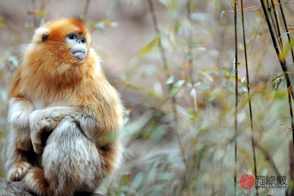 95年属猪的和92年属猴的婚姻好吗,92年女属猴的一生婚姻状况
