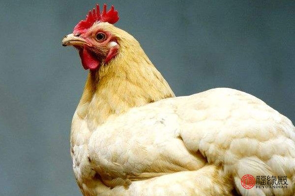 属鸡不宜婚配属什么生肖,鸡年配什么生肖最合适