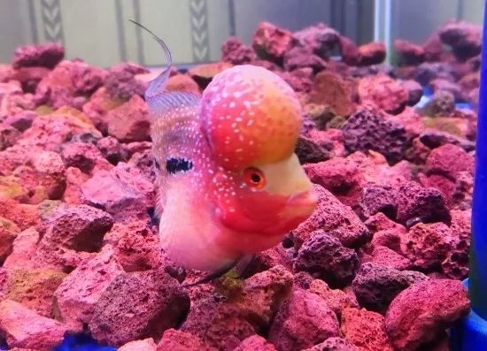 罗汉鱼不起头后期补救方法,18罗汉如何快速起头