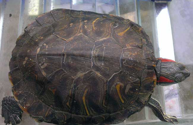 乌龟怎么看年龄,巴西乌龟几岁下蛋