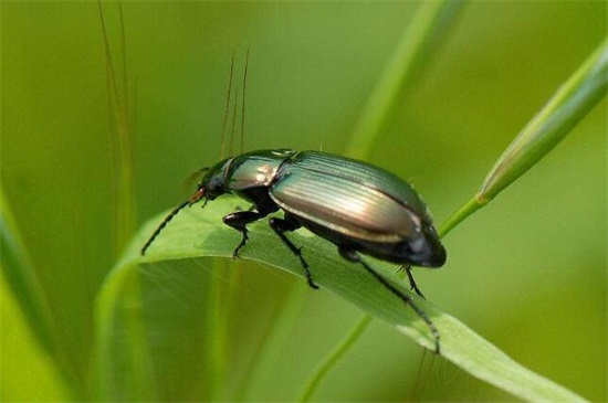 你还知道益虫有哪些,各种益虫有哪些