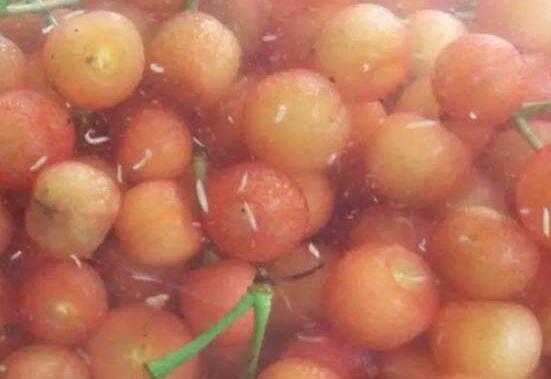 樱桃里有虫子还能吃吗,樱桃里有虫子吃了对身体有害吗