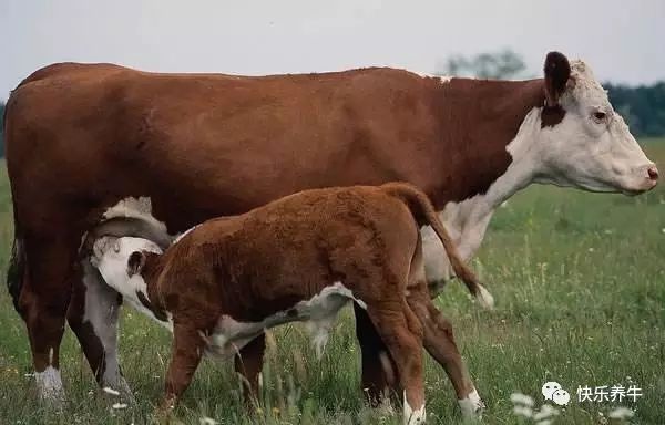 母牛子宫内膜炎的诊断与治疗