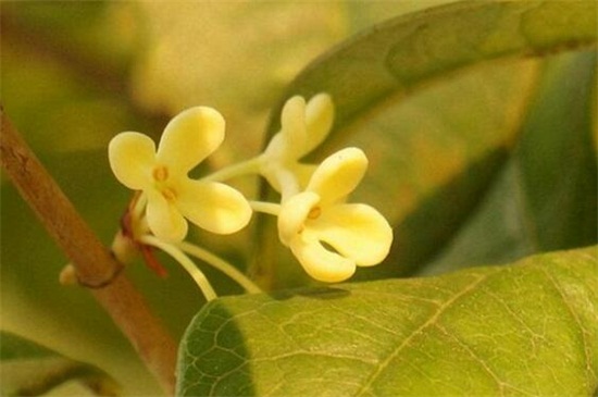 怎么区分桂花品种,紫桂花哪个品种好