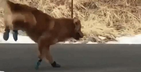 罗马脚埃及脚希腊脚的区别,罗马脚和希腊脚香港脚