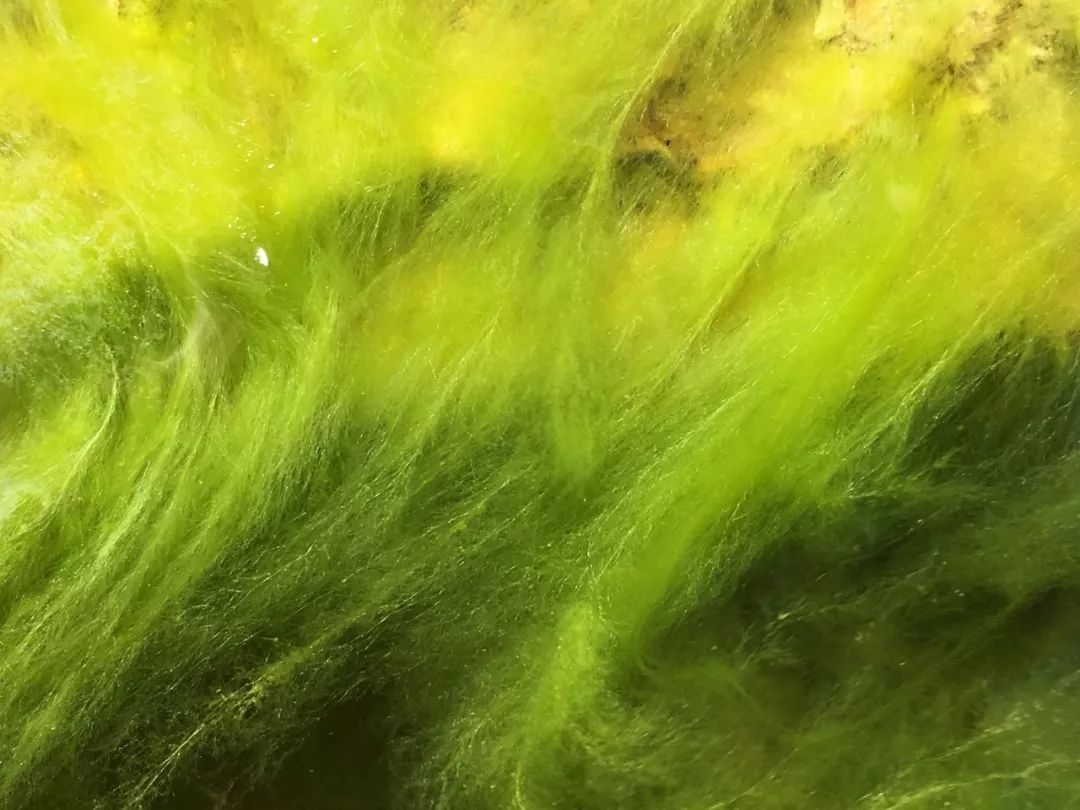 碗莲苗烂茎叶子怎么办,碗莲幼苗期各种病症解决法