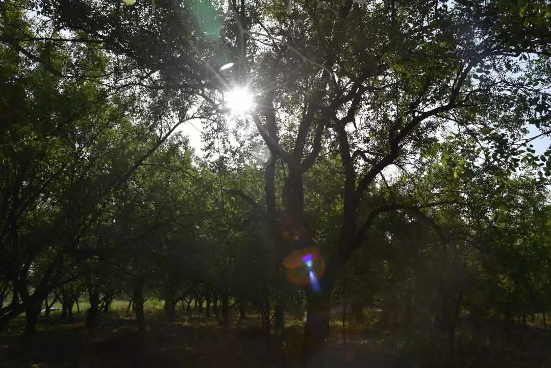 等你!认领相枣树,延续你与它的千年之约~