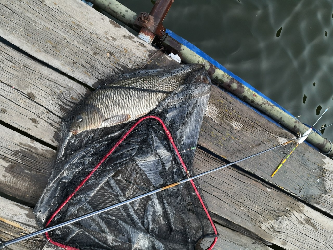 天盛湖垂钓鲢鳙,天盛垂钓园钓鱼