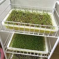 纸上种菜新手步骤,纸上种菜种子浸泡方法