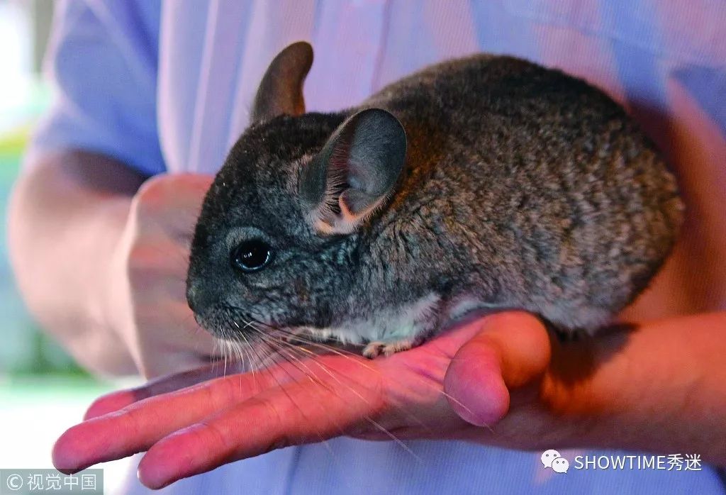 异宠兽医：“病宠”千奇百怪，治疗无分贵贱