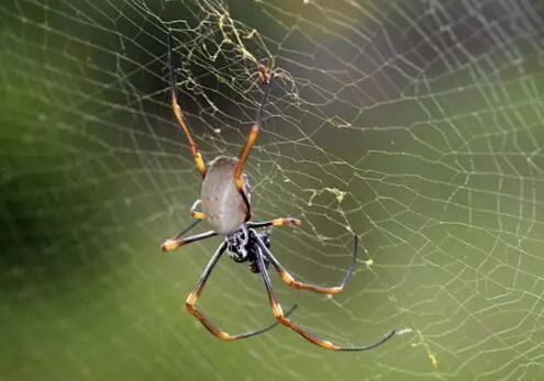 澳大利亚现巨型蜘蛛,澳大利亚巨型蜘蛛在哪出现