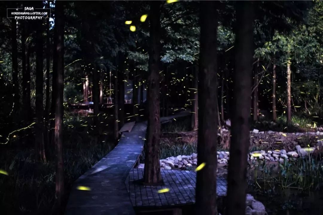 莫干山萤火虫基地住宿,莫干山云起萤光水森林萤火虫基地