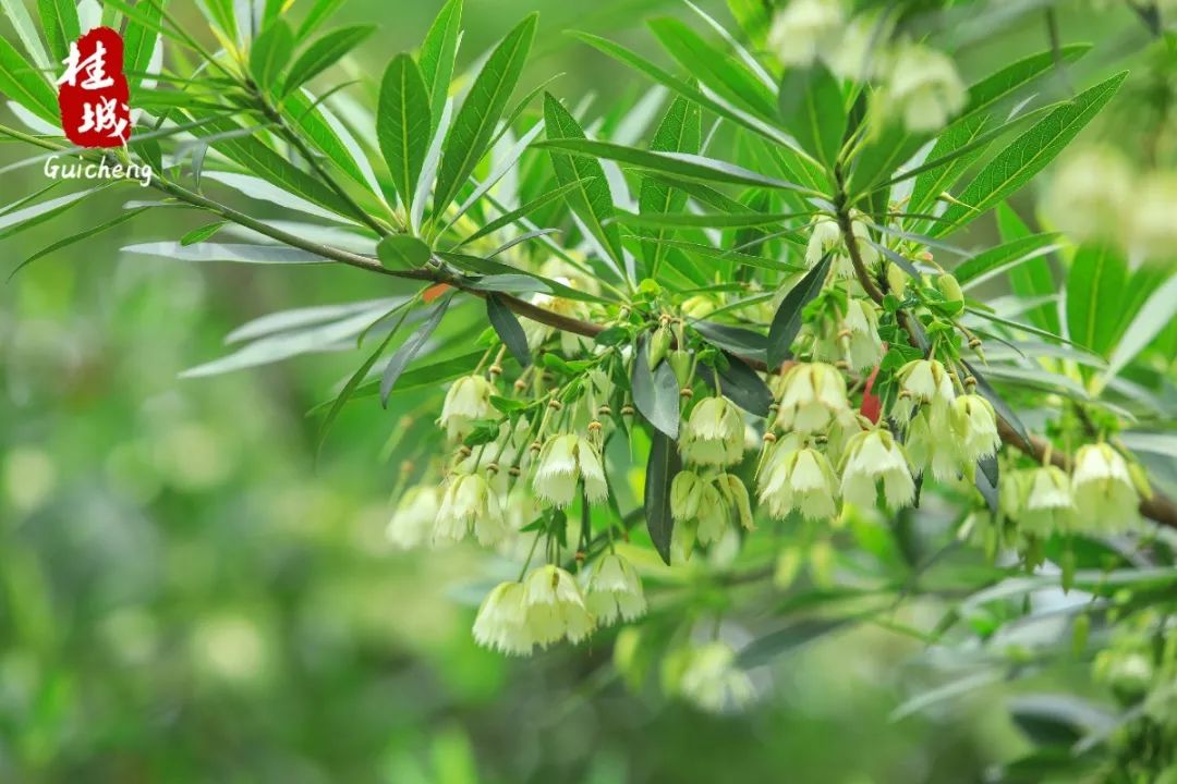 夏至到来大明湖荷花,夏至来了荷花又开放啦