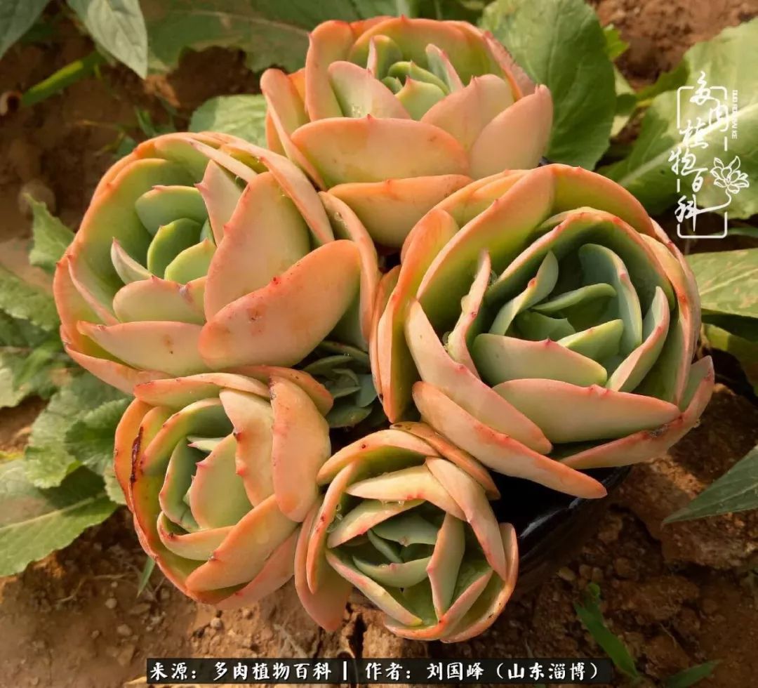 高温天气怎么养护多肉花,新手夏天养多肉5个保命秘籍