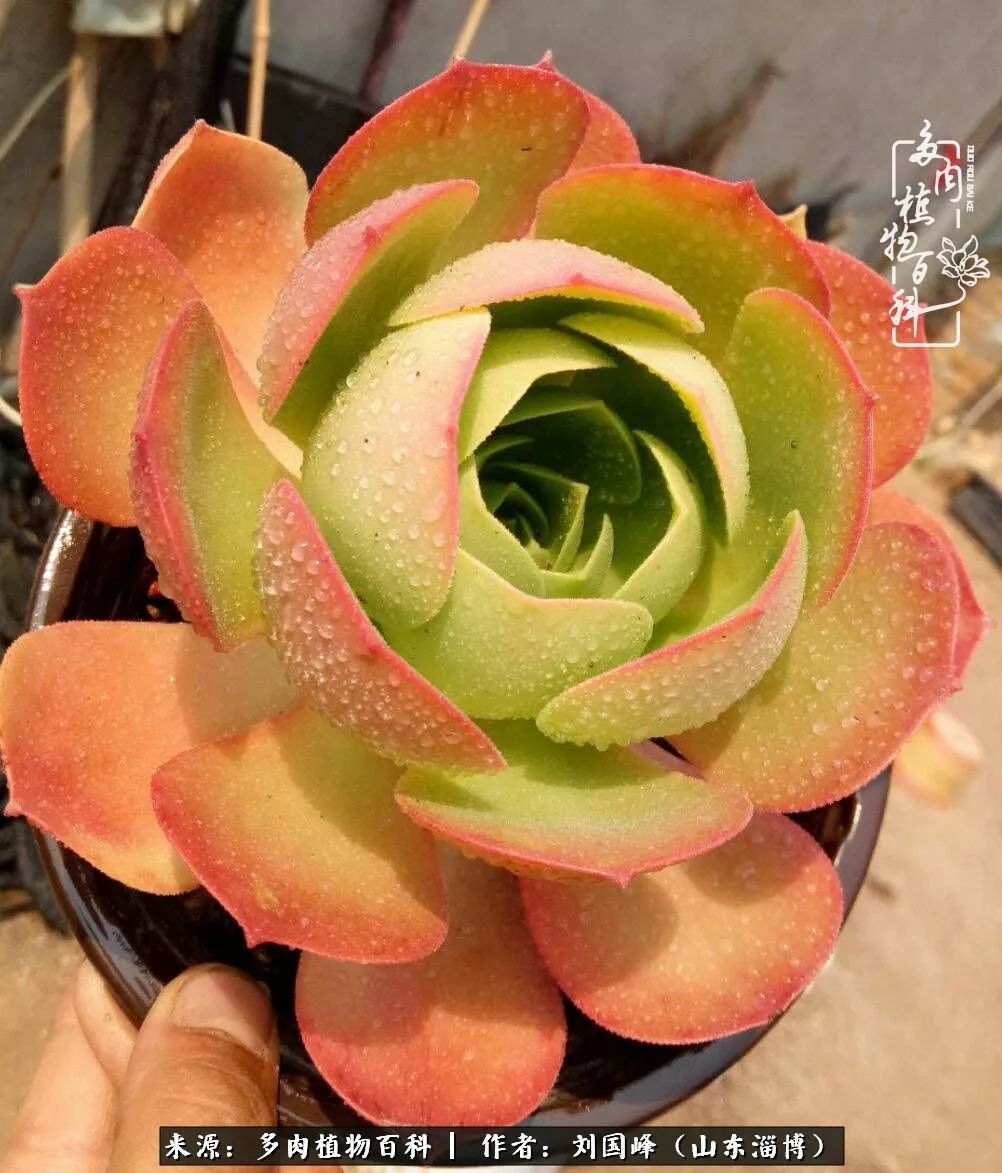 高温天气怎么养护多肉花,新手夏天养多肉5个保命秘籍