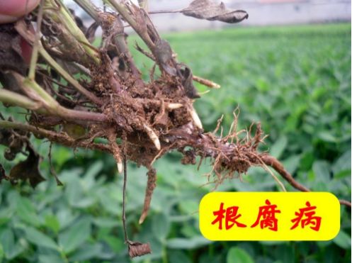 猝倒病立枯病,青枯病枯萎病猝倒病立枯病的区别