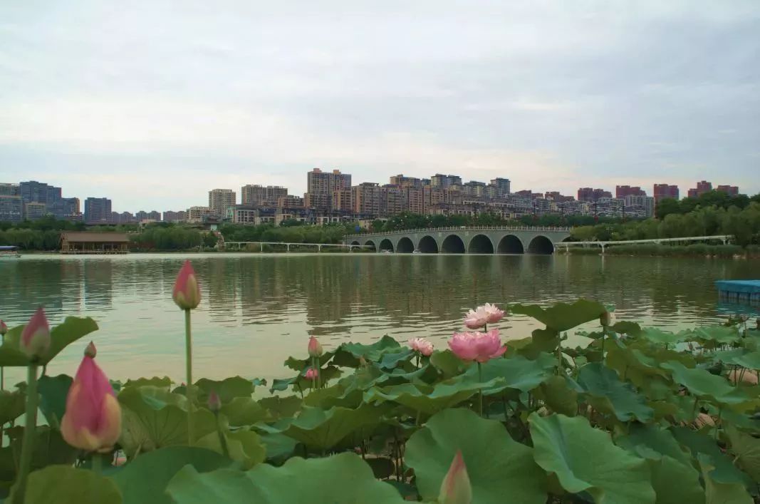 小荷已露尖尖角！陕西这5个清新荷塘雨中沁香，朦胧又诗意~