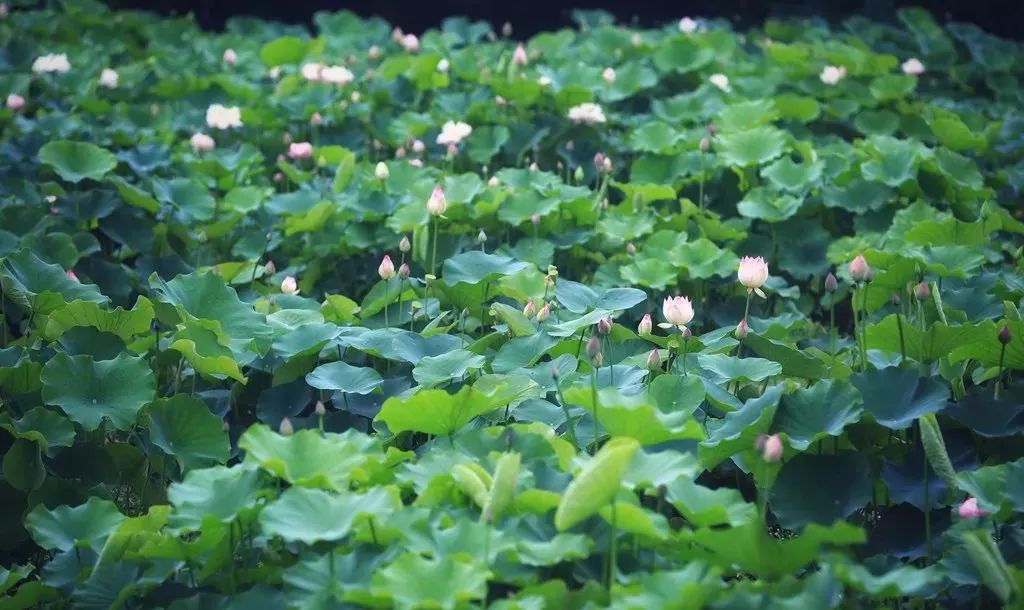 小荷已露尖尖角！陕西这5个清新荷塘雨中沁香，朦胧又诗意~