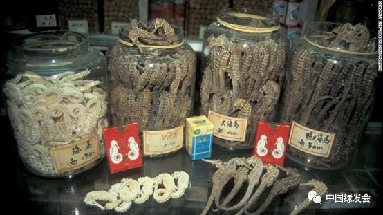 CNN撰文称因壮阳功效而被用于中药材，海马的数量正在减少|绿会关注
