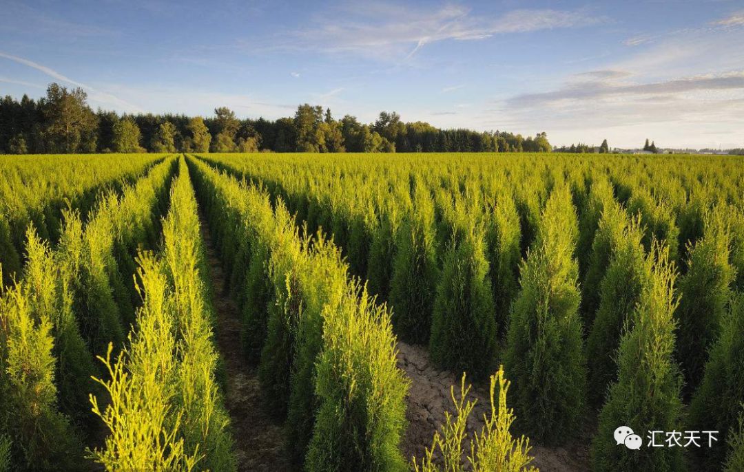 2019年上半年,南北方苗市大起底