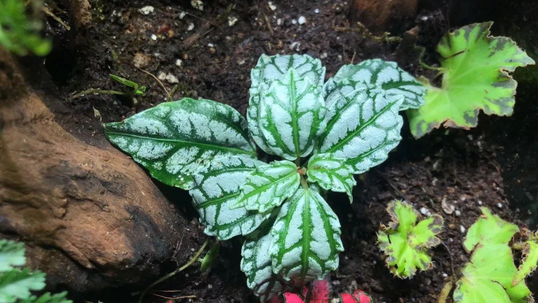雨林缸小朋友,在家造了个雨林