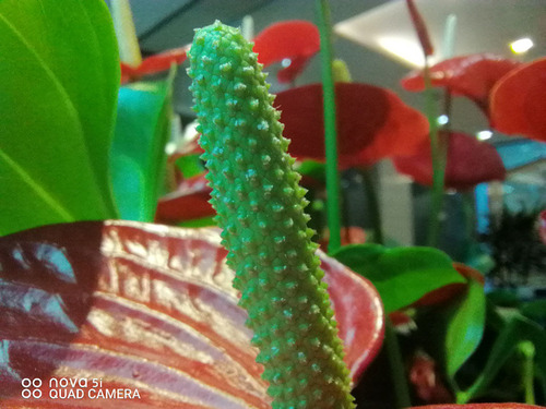 华为nova5i参数配置详情图片,nova5i与nova5ipro区别