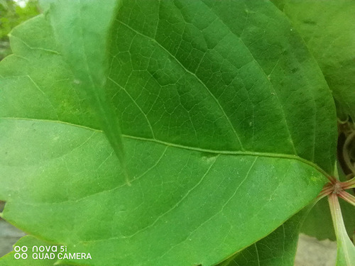 华为nova5i参数配置详情图片,nova5i与nova5ipro区别