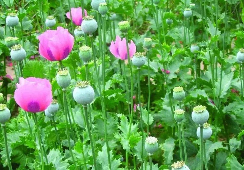 关于吸毒的禁毒知识,吸毒人员如何远离毒品