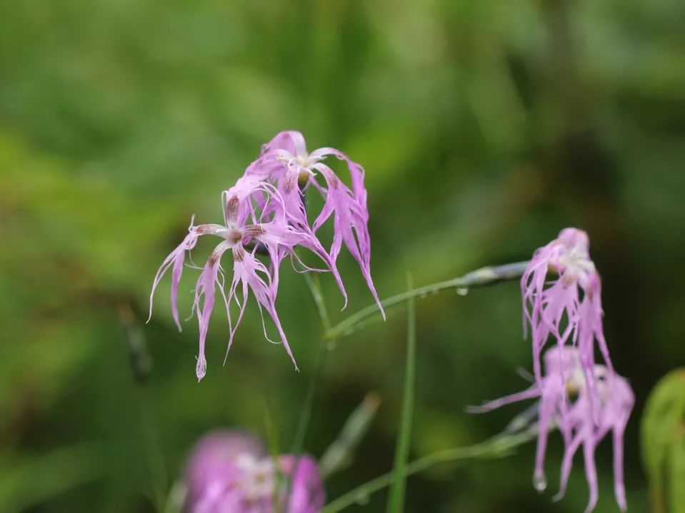 2.5浜垮勾鍚庣殑鍦扮悆鍙樺寲,涓滃寳鐏北鎬庝箞鍙樻垚绮粨