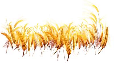 「直通校园」秋日好风光，他们用脚步来丈量——杏花岭区杏东小学