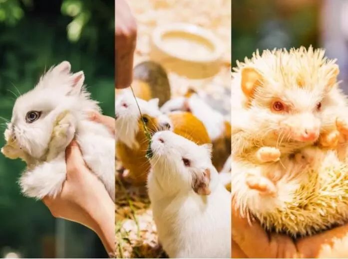 普通门票疯狂动物城,假期打卡疯狂动物城