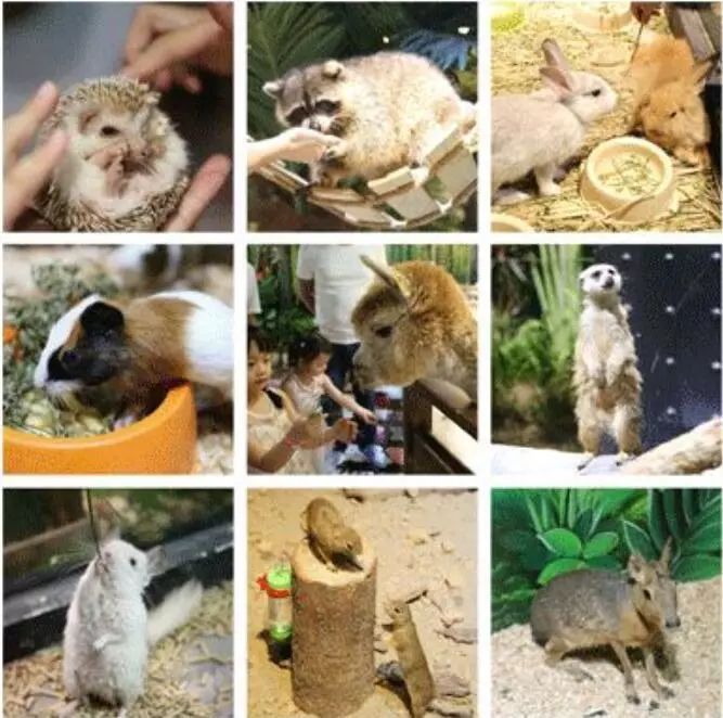 普通门票疯狂动物城,假期打卡疯狂动物城