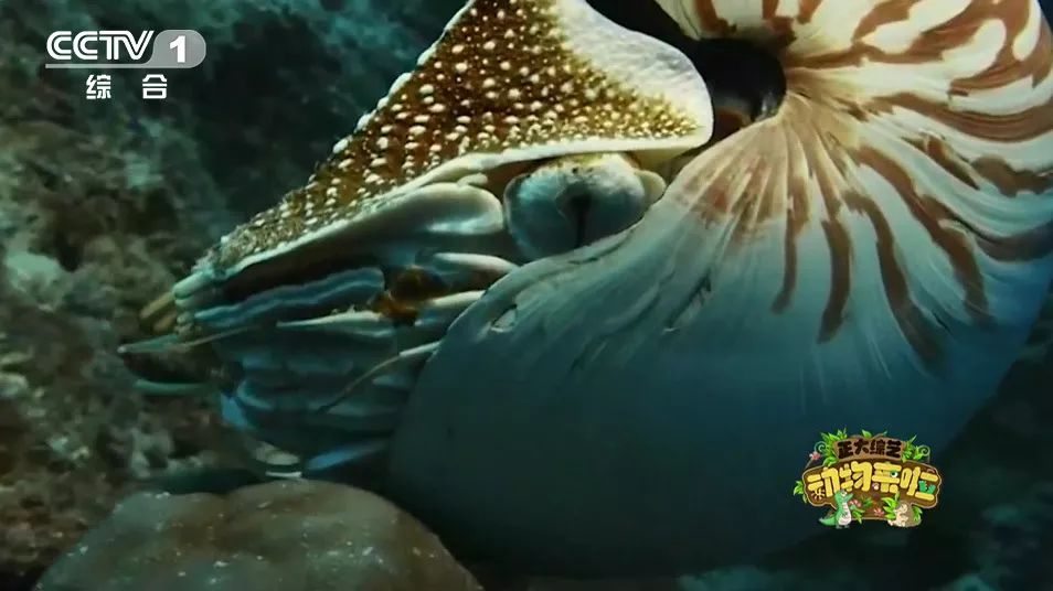 为啥大熊猫长大了那么脏不给糖,大熊猫为何会白化