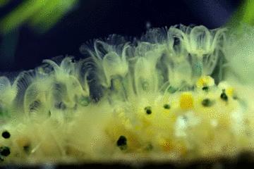 水中常见的藻类微生物图片,藏在水下的生物