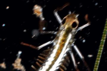 水中常见的藻类微生物图片,藏在水下的生物