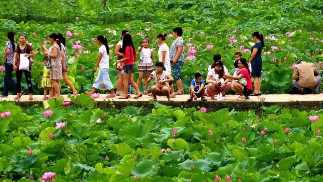 盈盈芙蕖水中开，菡萏尽放，千娇百媚~与君共赏这一池荷香
