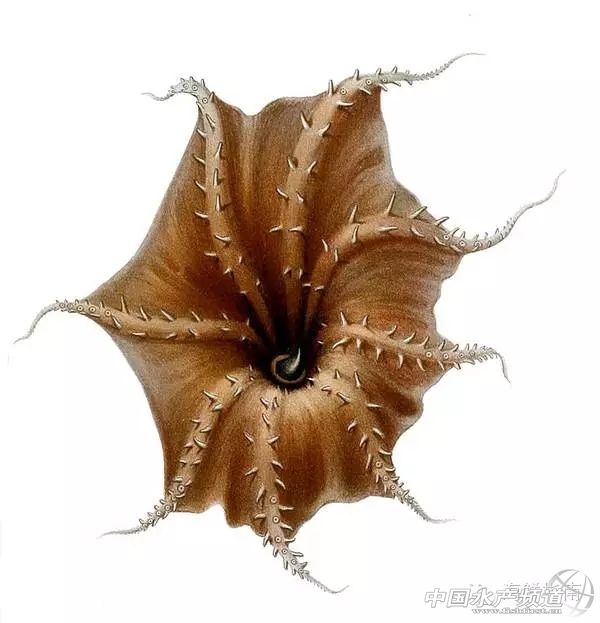 如何区分章鱼墨鱼鱿鱼,怎么区分章鱼乌贼墨鱼鱿鱼