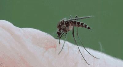 有水的地方滋生的飞虫是什么,有水的地方很多小蚊子怎么处理