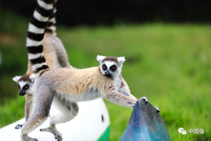 马达加斯加不可思议的旅行,马达加斯加自然景观