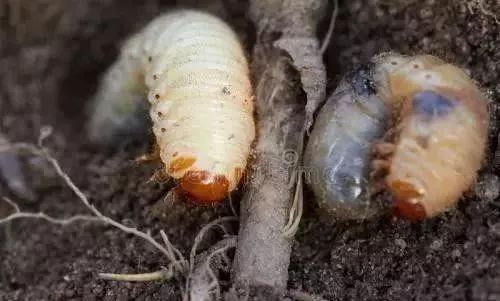 杀虫卵的特效杀虫剂最强,什么杀虫剂可以杀虫卵