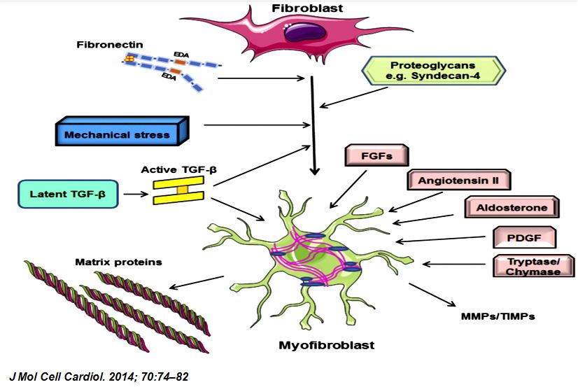 「2019CIHFC」张运教授:ADAM17—糖尿病性心肌病干预的新靶点