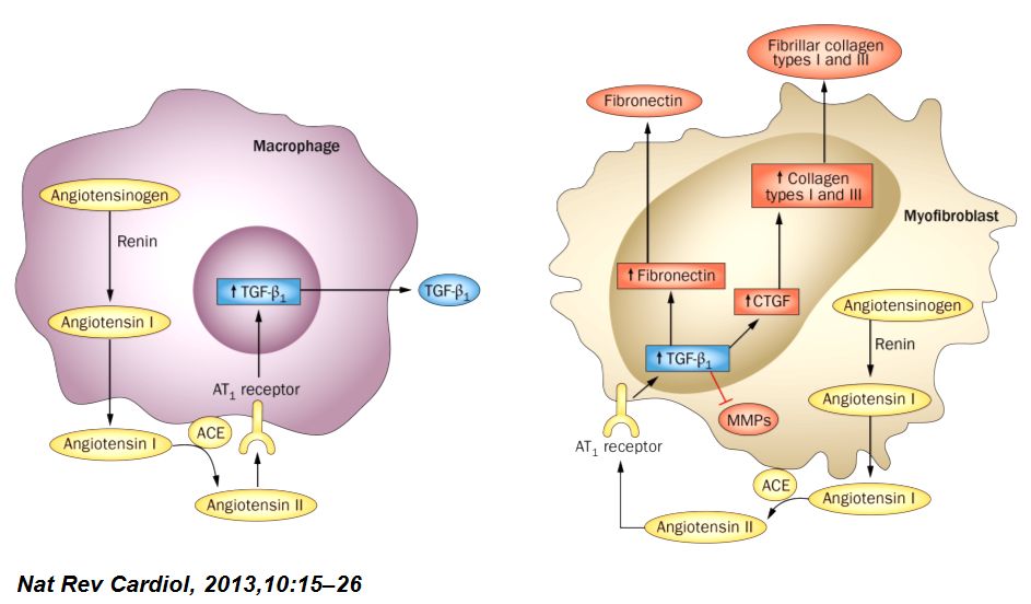 「2019CIHFC」张运教授:ADAM17—糖尿病性心肌病干预的新靶点