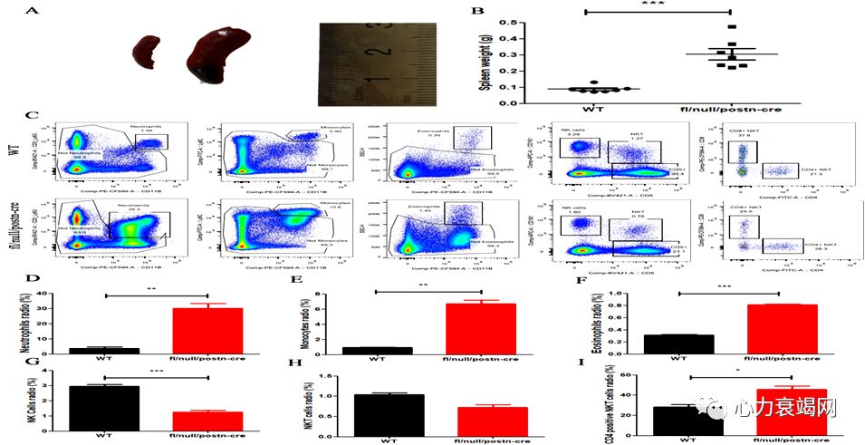 「2019CIHFC」张运教授:ADAM17—糖尿病性心肌病干预的新靶点