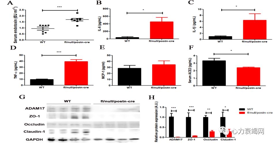 「2019CIHFC」张运教授:ADAM17—糖尿病性心肌病干预的新靶点