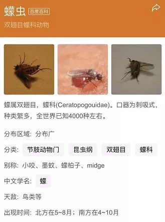 福建农村发现怪虫,最可怕怪虫